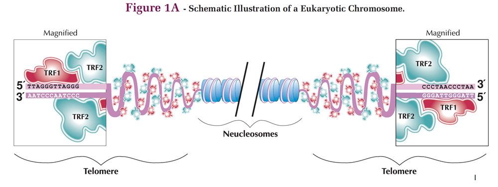 Schematic Illustration of a Eukaryotic Chromosome